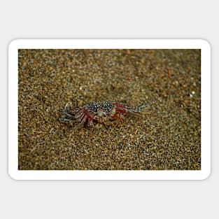 lll Sand crab Sticker